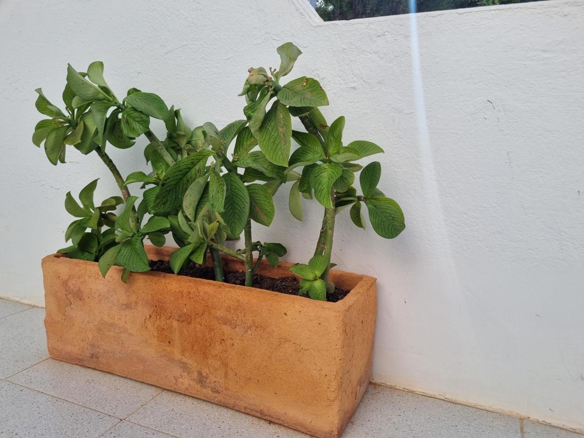 La Casa De Las Palomitas Corralejo Eksteriør bilde